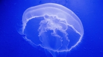 Медузы в Азовском море - ученые рассказали об опасности и сообщили, что  делать | Стайлер